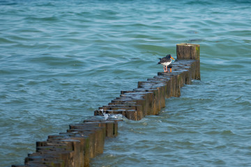 two oystercatchers standing on a bune in the Baltic Sea