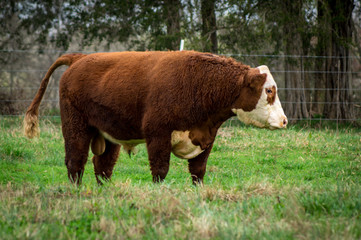 Hereford bull 1