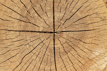  background  texture tree cut with annual rings and crack