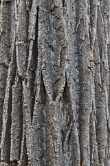 Obraz premium Southwest