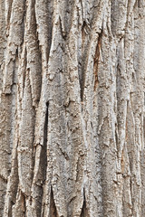 Fototapeta premium Southwest