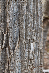 Obraz premium Southwest