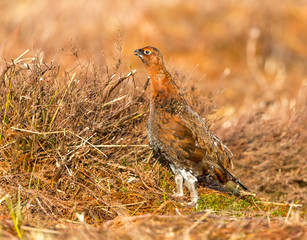 Red Grouse Male (Scientific name: Lagopus Lagopus) facing left in natural habitat on Grouse Moor during Spring time.  Landscape, horizontal. Space for copy.