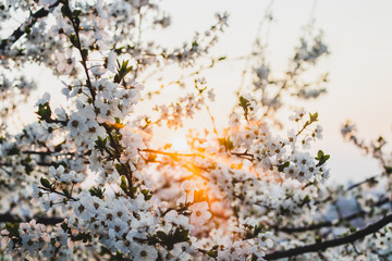 sunset tree flower city