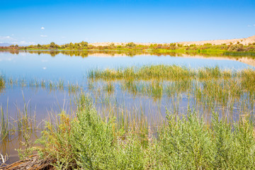 Lake Havasu National Wildlife Refuge in Arizona and California, USA