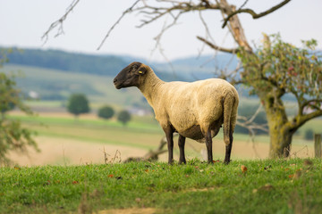 Schaf auf der Wiese