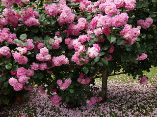 Obraz premium ピンク色のバラの花びら