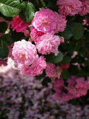 ピンク色をした薔薇の花びら