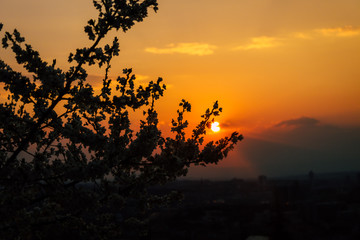 sunset tree flower city