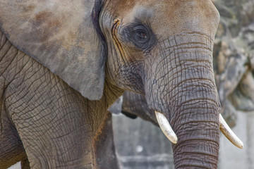 Fototapeta na wymiar Elephant close up profile portrait