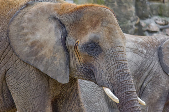 Elephant close up profile portrait