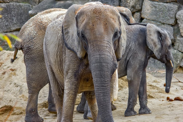 Fototapeta premium Elephant close up profile portrait
