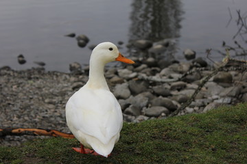 Duck in Portland, Oregon