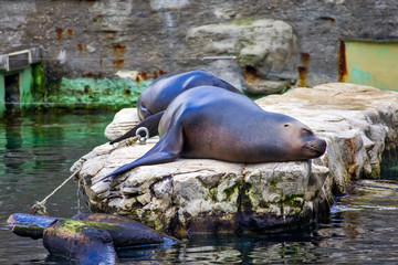 California sea lion