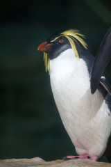 Naklejka premium Macaroni penguin
