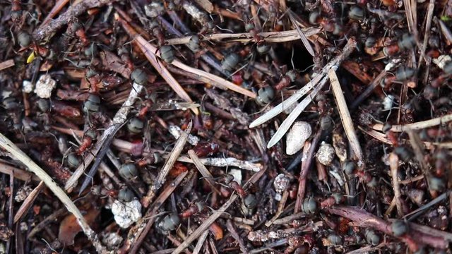 Common Wood Ants, Formica aquilonia, seen from above a nest while colony is active during spring in a scottish pine forest.