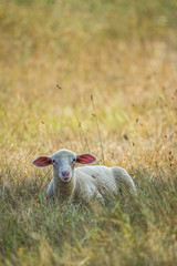 Obraz premium Lamm auf der Wiese