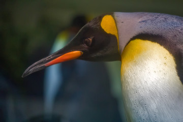 Close up of King Penguin