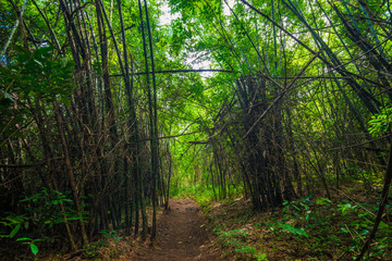 Green bamboo forest tunel nature pathway