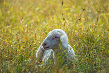 Lamm auf der Wiese