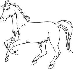 Drawing horse vector