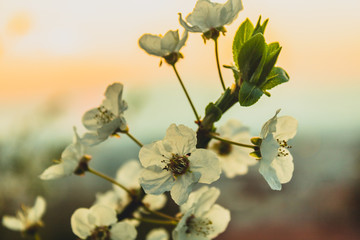 sunset tree flower city