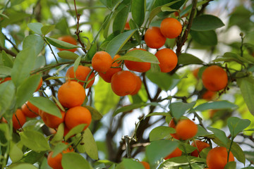 Fruit of wild mandarin on a tree in a city park