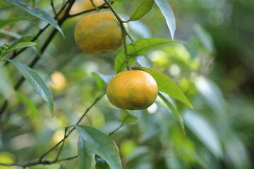 Fruit of wild mandarin on a tree in a city park