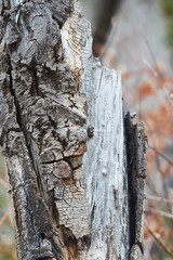 Fototapeta premium Southwest