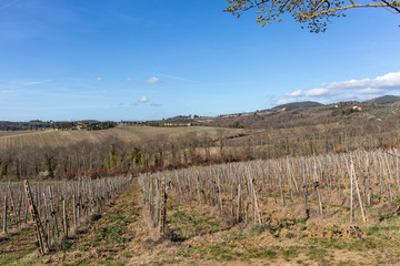 Dry vineyard landscape on a blue sunny sky in Tuscany, Italy