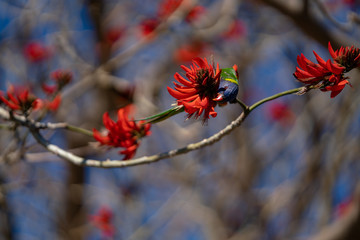 Lorikeet on a flowering tree