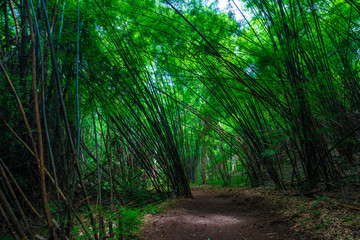Fototapeta na wymiar Green bamboo forest tunel nature pathway