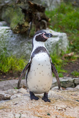 Naklejka premium Humboldt penguin, Spheniscus humboldti or Peruvian penguin