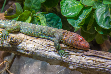 Tropical lizard