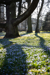 blue flowers spring