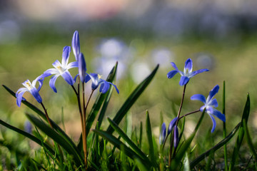 blue flowers spring