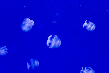 Obraz na płótnie Canvas Cannonball jellyfish