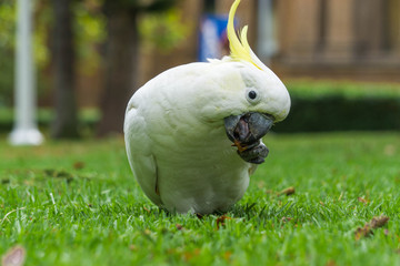 Cockatoo on the grass
