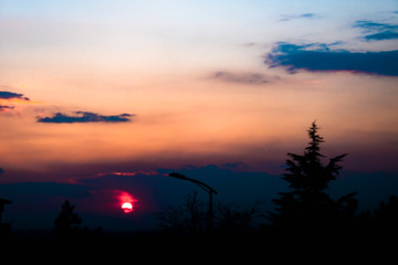 sunset tree flower city