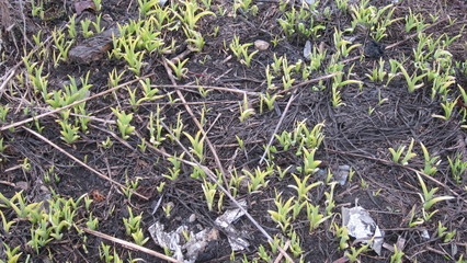 Green sprouts on the ground