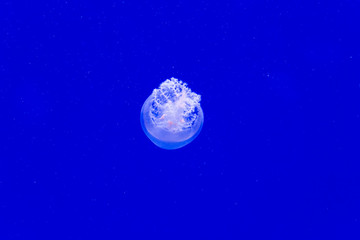 Naklejka na ściany i meble Cannonball jellyfish