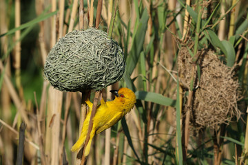 African Weaver Bird