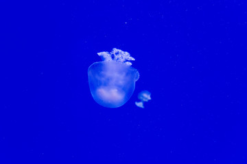 Cannonball jellyfish
