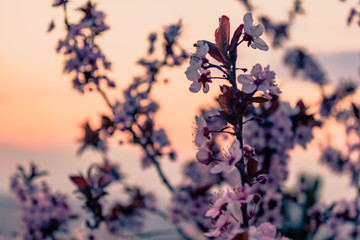 sunset tree flower city