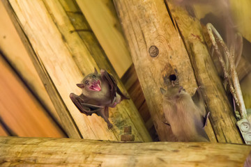 Close up group of small bat, hanging upside down