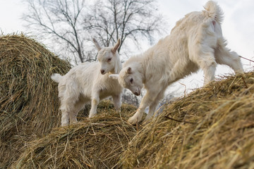 little goats stand on top of a haystack