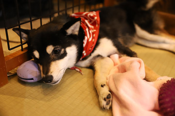 Fototapeta premium 写真素材: 豆柴（黒色）