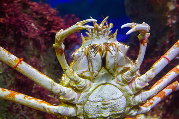 Japanese spider crab