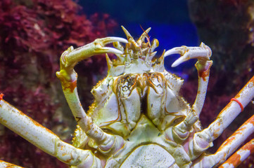 Japanese spider crab