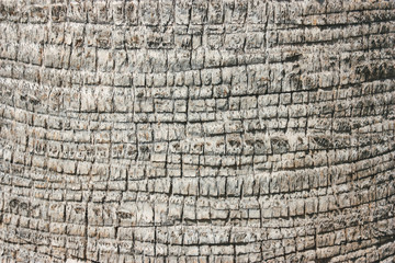 Palm  old tree bark texture